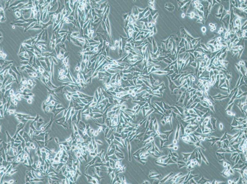 SK-MEL-5 Cell Complete Medium - 2