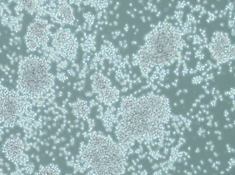 SUP-T1 Cell Complete Medium - 3