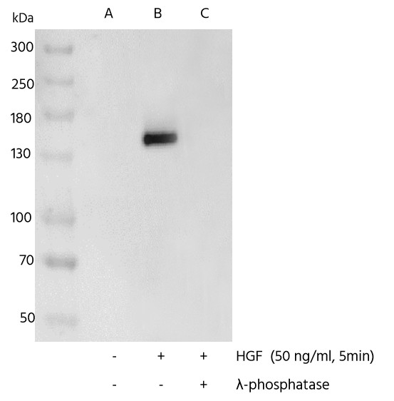 Recombinant Phospho-Met (Tyr1234, 1235) Monoclonal Antibody-searchlist-1