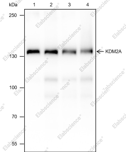 Recombinant KDM2A Monoclonal Antibody - 1