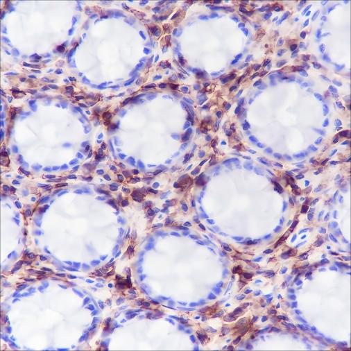 Recombinant CD48 Monoclonal Antibody - small - 2