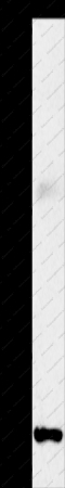 FGF2 Polyclonal Antibody - 1