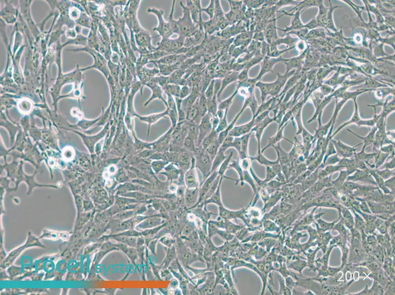 C8-D1A Cell Complete Medium - small - 6