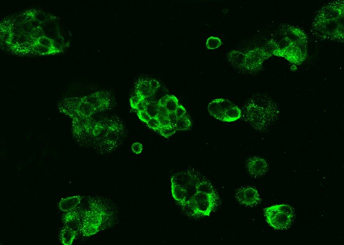 Recombinant CD73/NT5E Monoclonal Antibody-searchlist-1