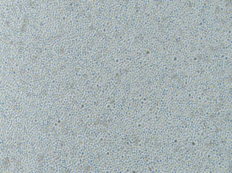 CoC1-DDP Cell Complete Medium - 2