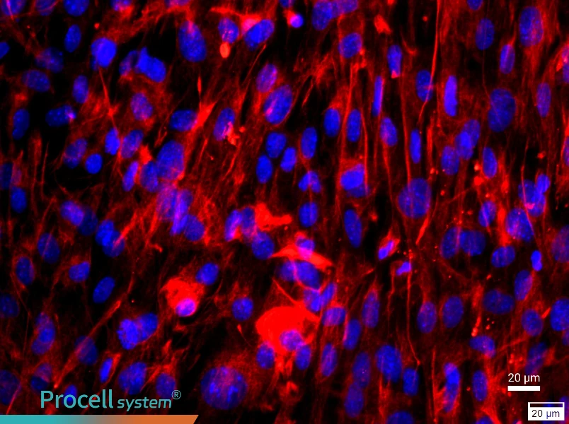 Mouse Lung Fibroblast Complete Medium - 2