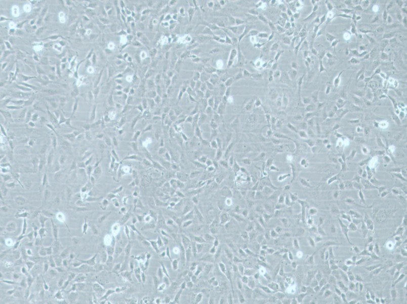 HMEC-1 Cell Complete MediumHMEC-1 Cell Complete Medium - 3