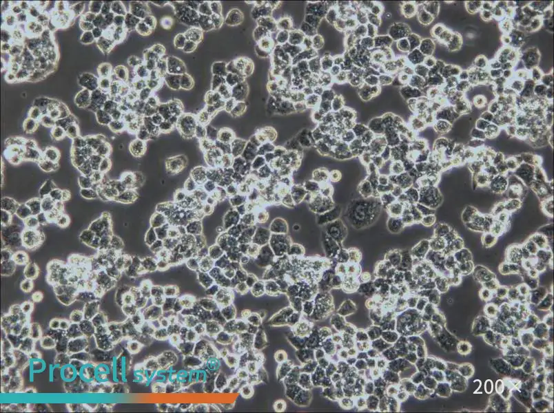 COV434 Cell Complete Medium - 5