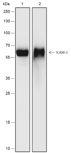 Recombinant ICAM-2 Monoclonal Antibody - small - 1