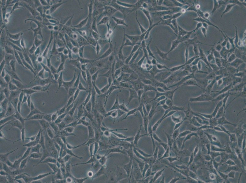 B104 Cell Complete Medium - 6