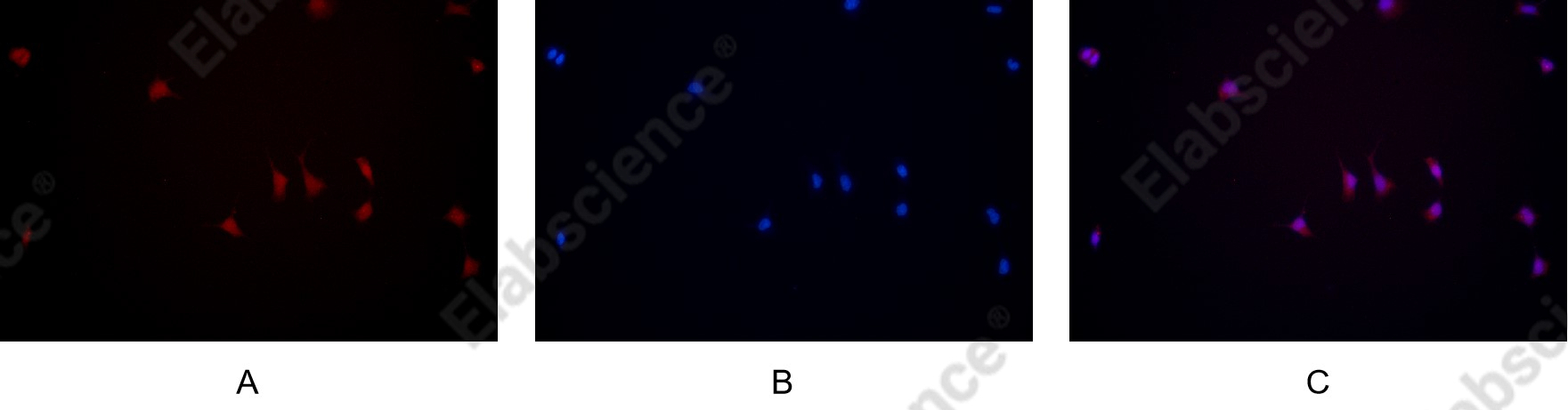 Recombinant JAK2 Monoclonal Antibody - 3
