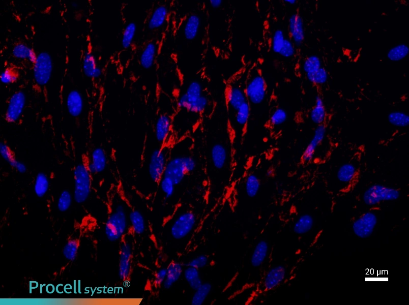Mouse Brain Microvascular Endothelial Cell Complete Medium - 2