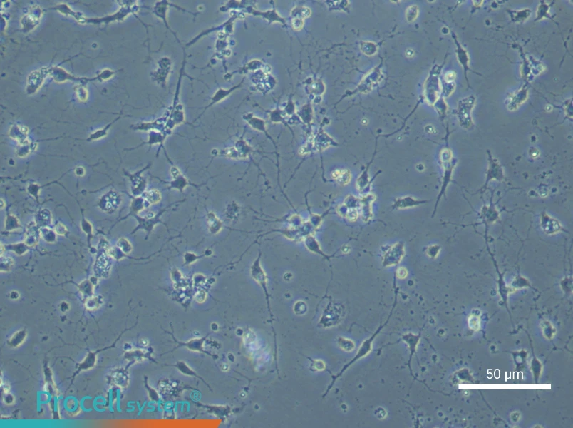 Mouse Spinal Cord Neuron Complete Medium - small - 4