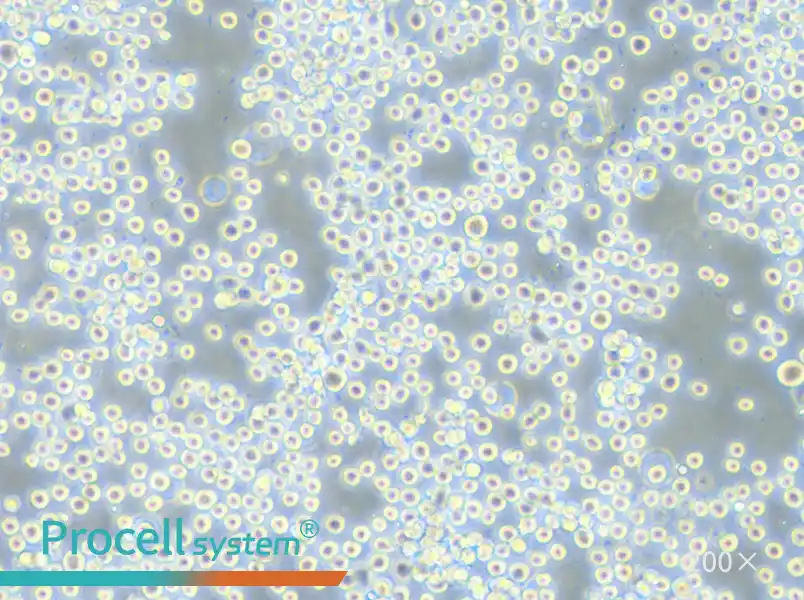 COLO 205 Cell Complete Medium - 4