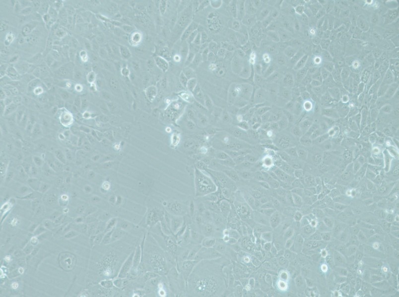 RWPE-1 Cell Complete MediumRWPE-1 Cell Complete Medium - 2