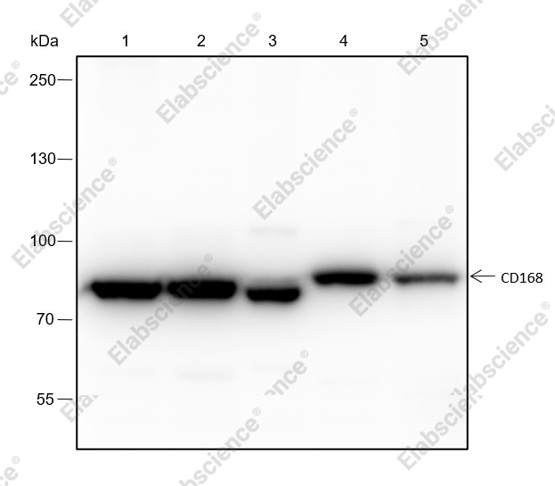 Recombinant CD168 Monoclonal Antibody - 1