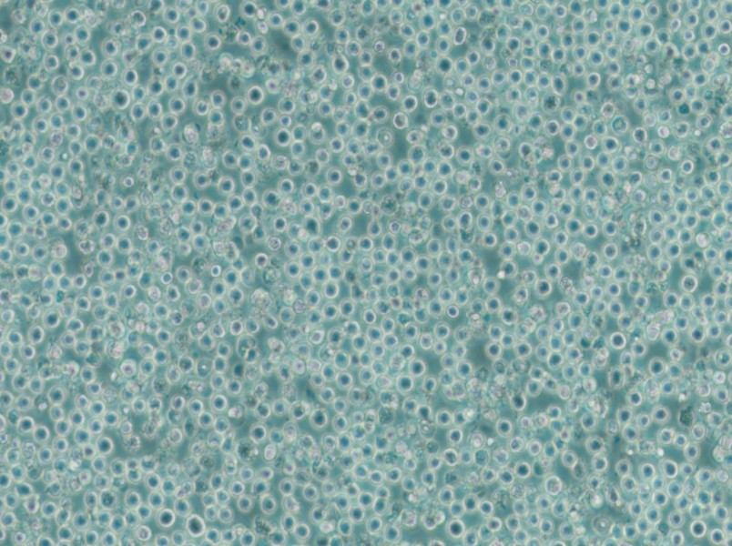 MV-4-11 Cell Complete Medium - 6