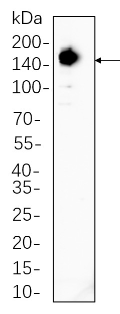 Recombinant Raptor Monoclonal Antibody-searchlist-1