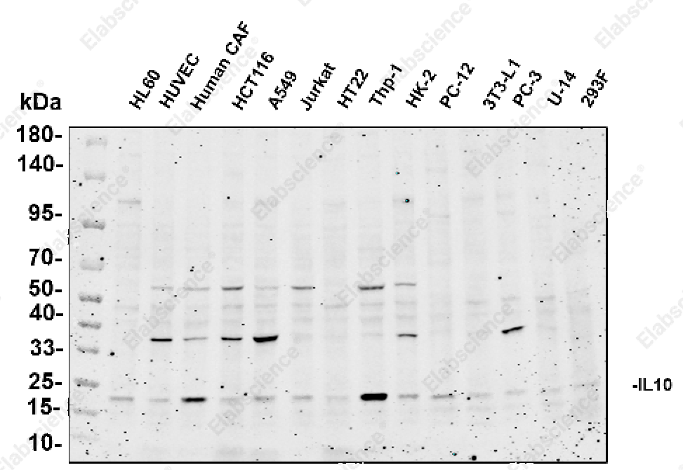 Recombinant IL-10 Monoclonal Antibody - 1