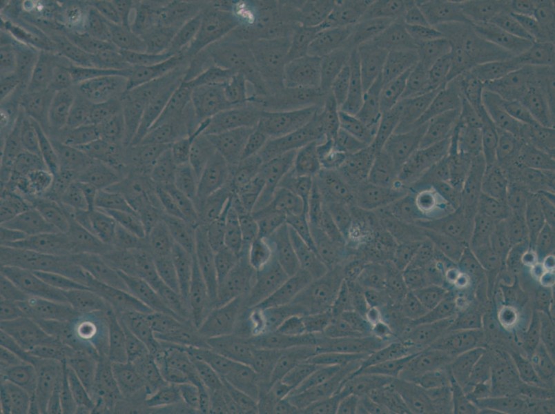 HOS Cell Complete Medium - small - 5