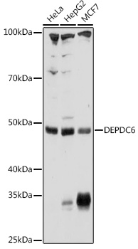 Western blot analysis of extracts of various cell lines using DEPDC6 Polyclonal Antibody at1:1000 dilution.