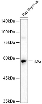 Western blot analysis of extracts of Rat thymus using TDG Polyclonal Antibody at 1:1000 dilution.