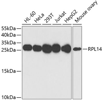 Western blot analysis of extracts of various cell lines using RPL14 Polyclonal Antibody at 1:1000 dilution.