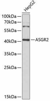 Western blot analysis of extracts of HepG2 cells using ASGR2 Polyclonal Antibody at 1:1000 dilution.