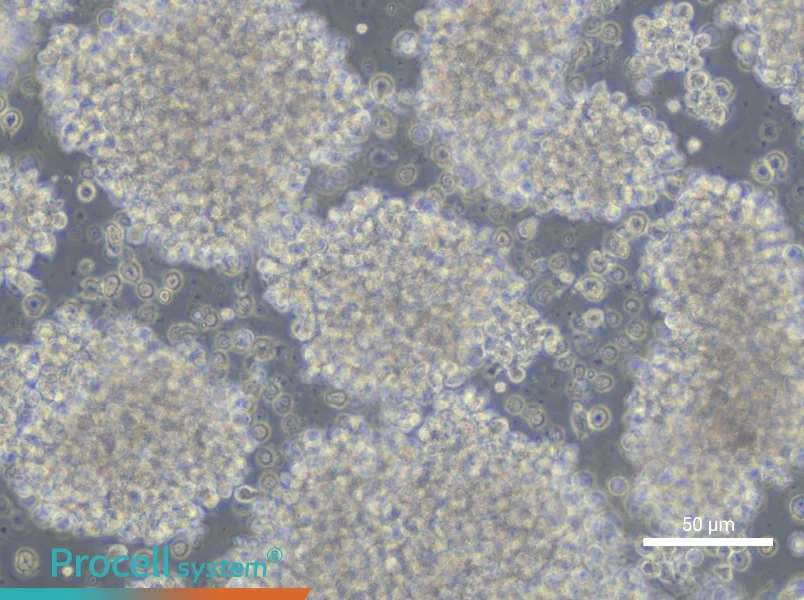 WSU-NHL Cell Complete Medium - 4
