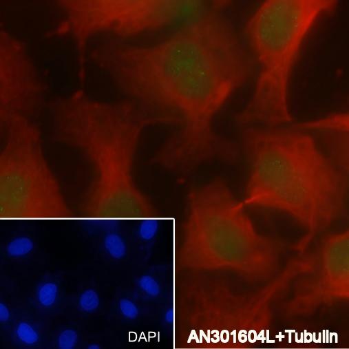 Recombinant MSH2 Monoclonal Antibody - small - 4