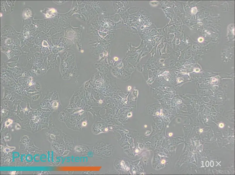 HT-1376 Cell Complete Medium - 1