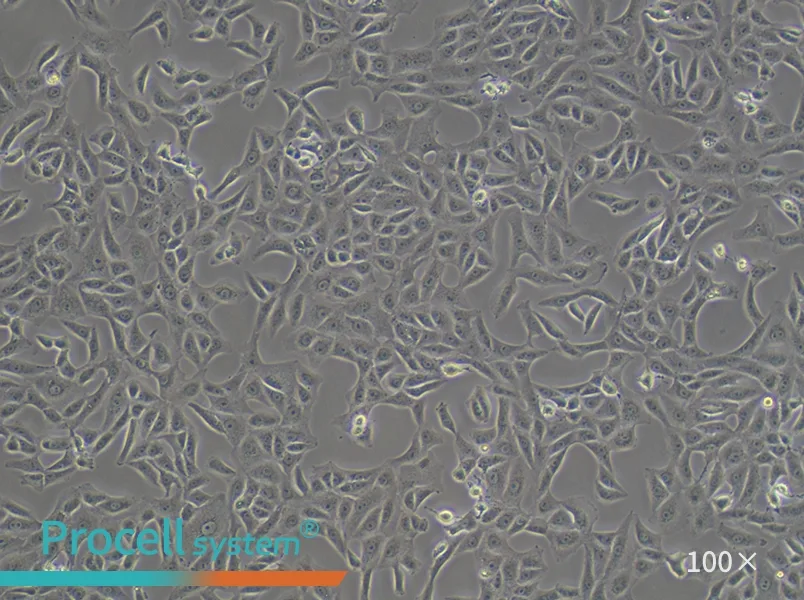 Vero Cell Complete Medium - 3