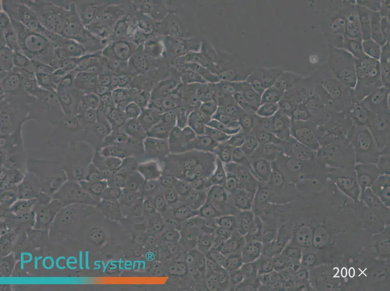 HT-3 Cell Complete Medium - 4