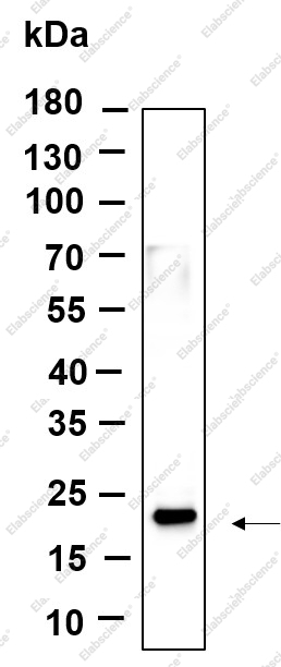 Recombinant Histone H3 (Di Methyl Lys36) Monoclonal Antibody - 1
