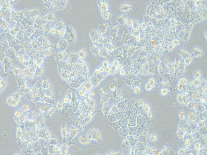 HCC1569 Cell Complete Medium - 5