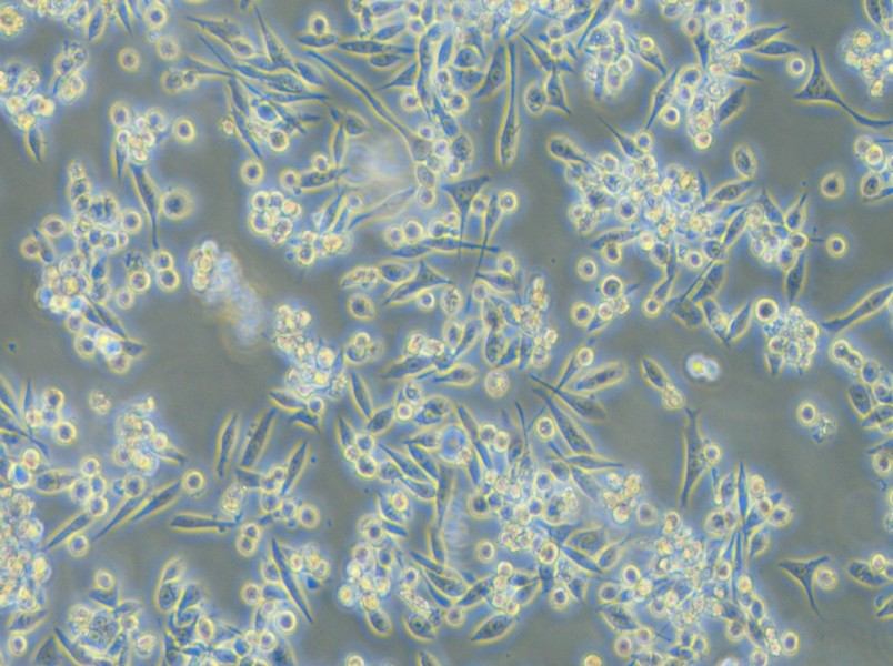 MKN-45 Cell Complete Medium - small - 5