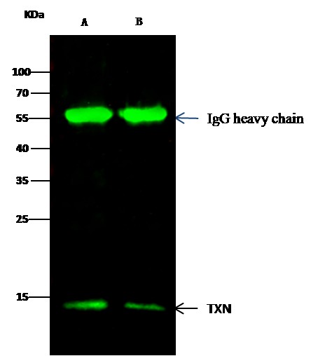 Recombinant Thioredoxin/TXN Monoclonal Antibody - small - 2