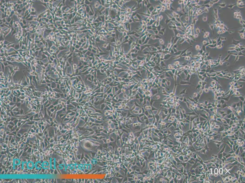 CBRH-7919 Cell Complete Medium - 2