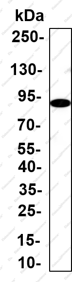 Recombinant Prothrombin Monoclonal Antibody - 2