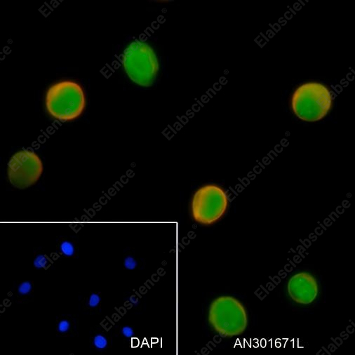 Recombinant TCL1 Monoclonal Antibody - 4