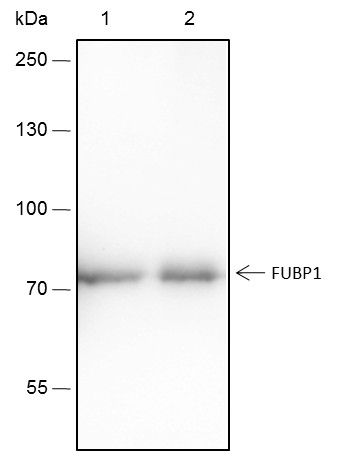 Recombinant FUBP1 Monoclonal Antibody - small - 2
