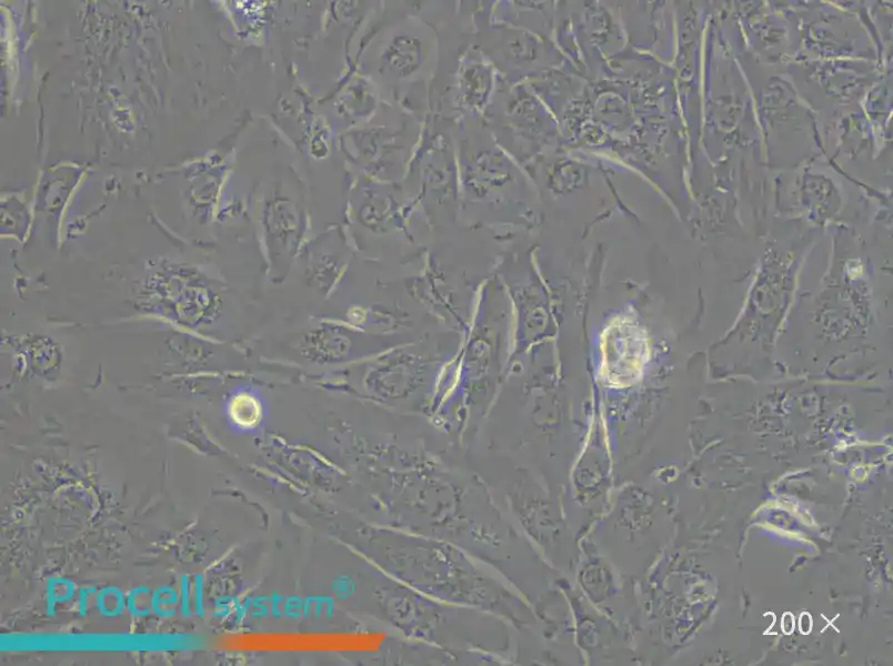 KMRC-1 Cell Complete Medium - 4