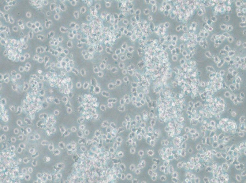 TK6 Cell Complete Medium - small - 4