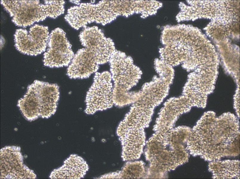 C8166 Cell Complete Medium - 3