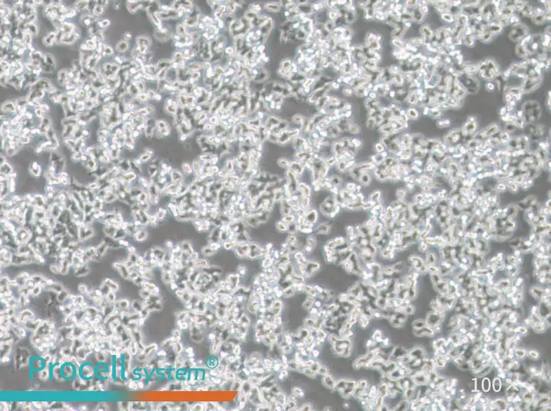 SW48 (L15) Cell Complete MediumSW48 (L15) Cell Complete Medium - 2