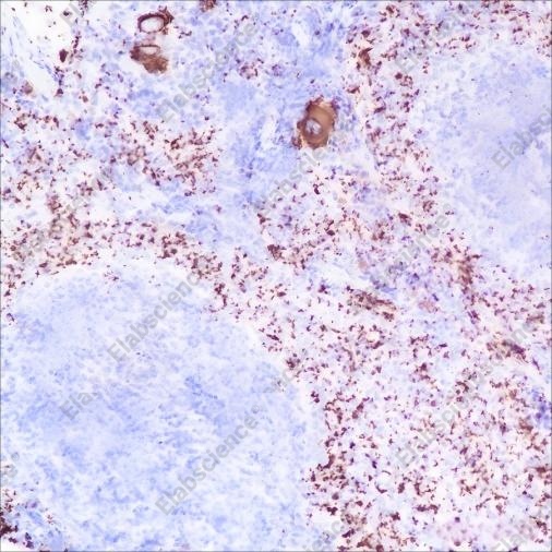 Recombinant CD42b Monoclonal Antibody - 3