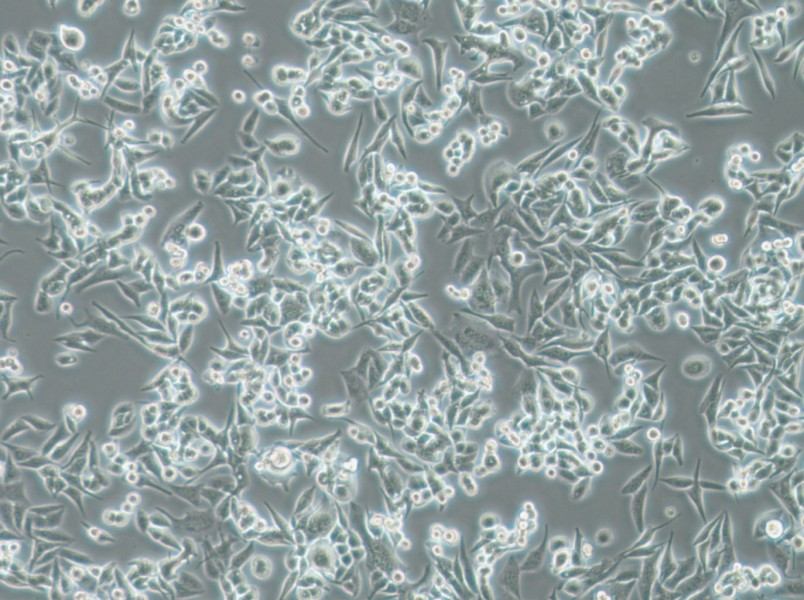 SUIT-2 Cell Complete Medium - 3