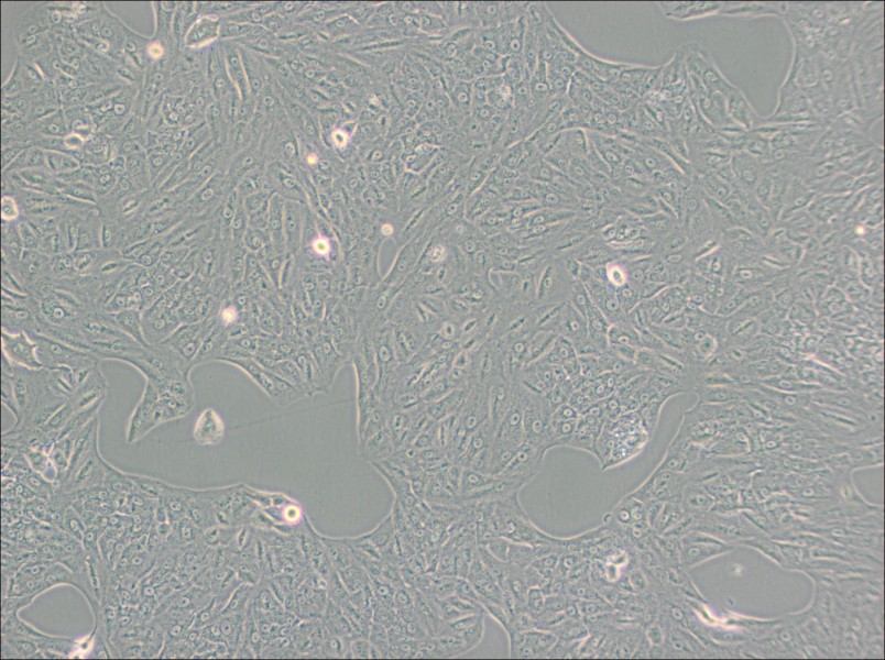 A549-TAX Cell Complete Medium-searchlist-1