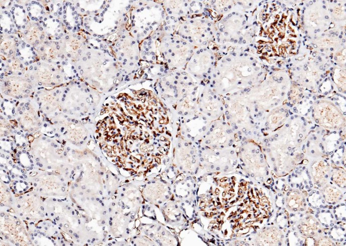 ICAM-2/CD102 Monoclonal Antibody - small - 2