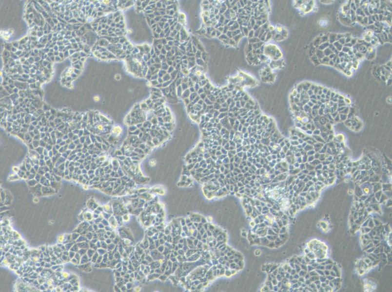 MCF-7-FLUC Cell Complete MediumMCF-7-FLUC Cell Complete Medium - 3